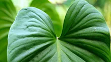 Cum supraviețuiesc plantele vara? Iată cum să le uzi corect