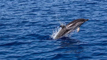 Unde poți admira delfinii din Marea Neagră, de pe litoralul românesc
